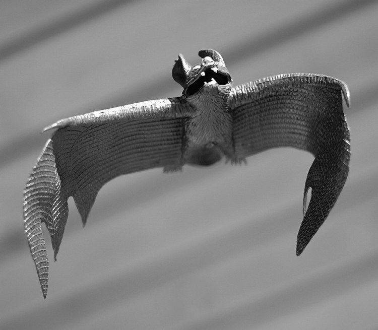 bats031.JPG
