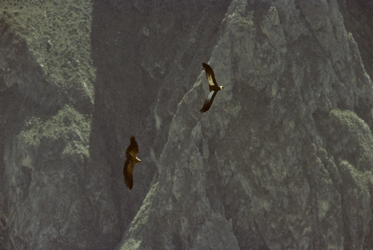 scan0105.jpg