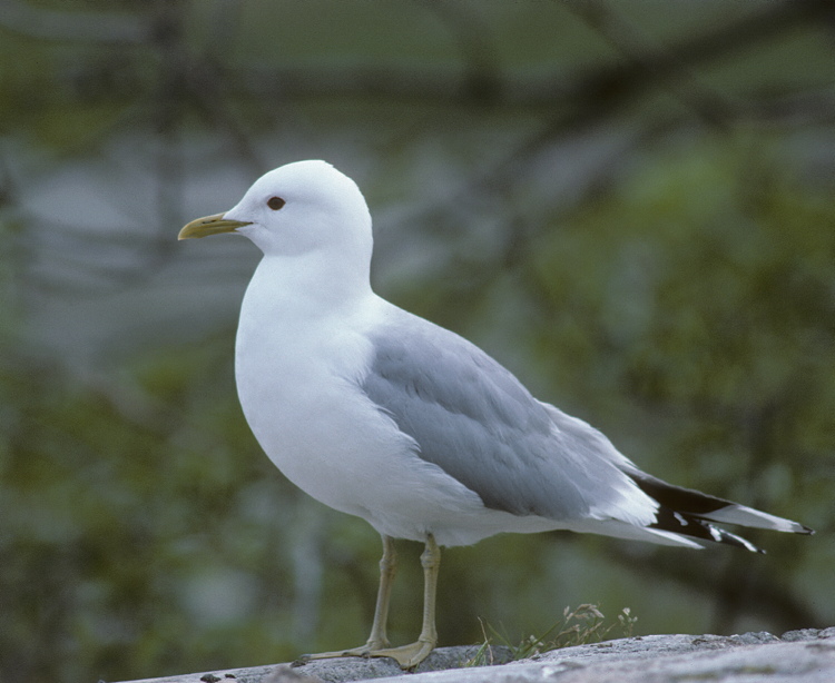 scan0866.jpg
