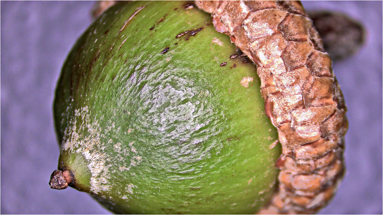 Ekollon_S.jpg